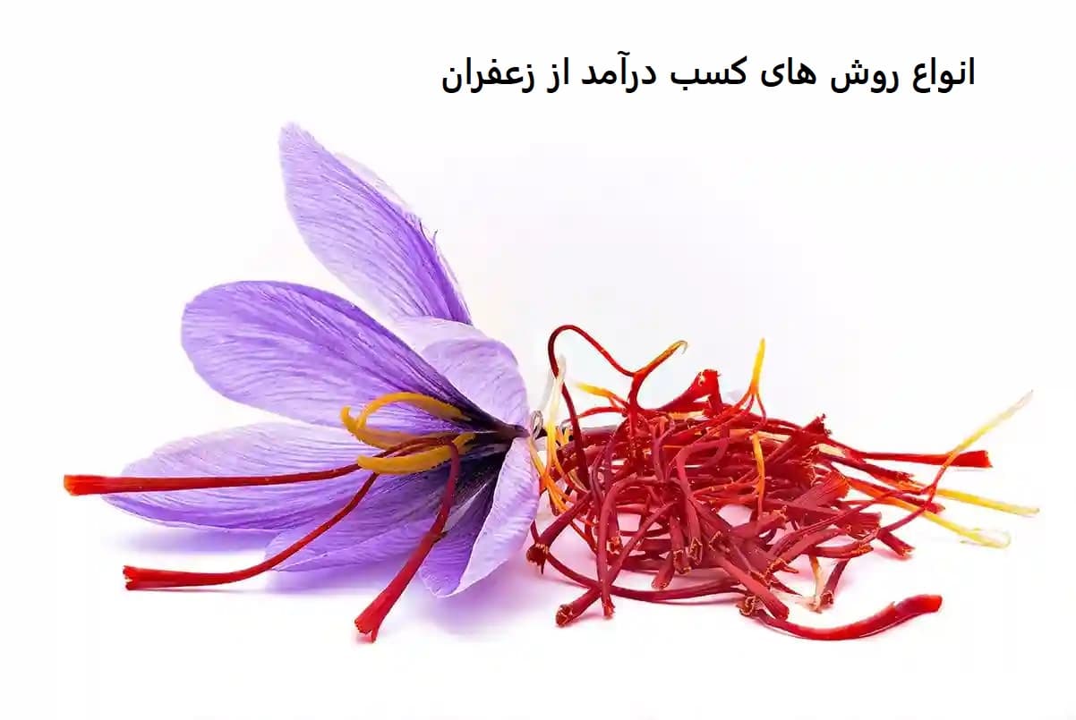 انواع روش های کسب درآمد از زعفران-آرین گل